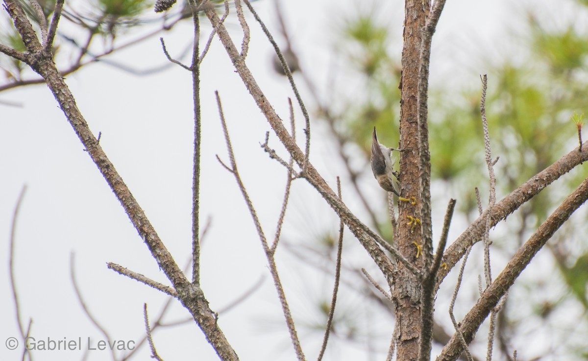 Brown-headed Nuthatch - ML620356305