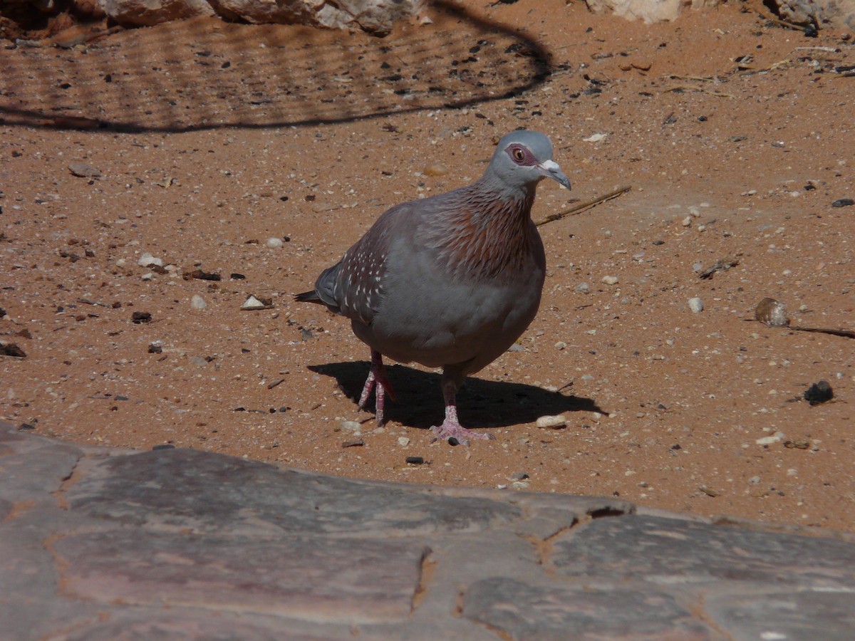 Speckled Pigeon - ML620356306