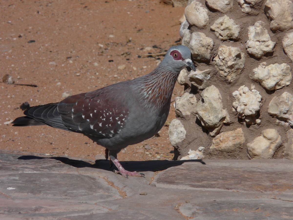 Speckled Pigeon - ML620356307