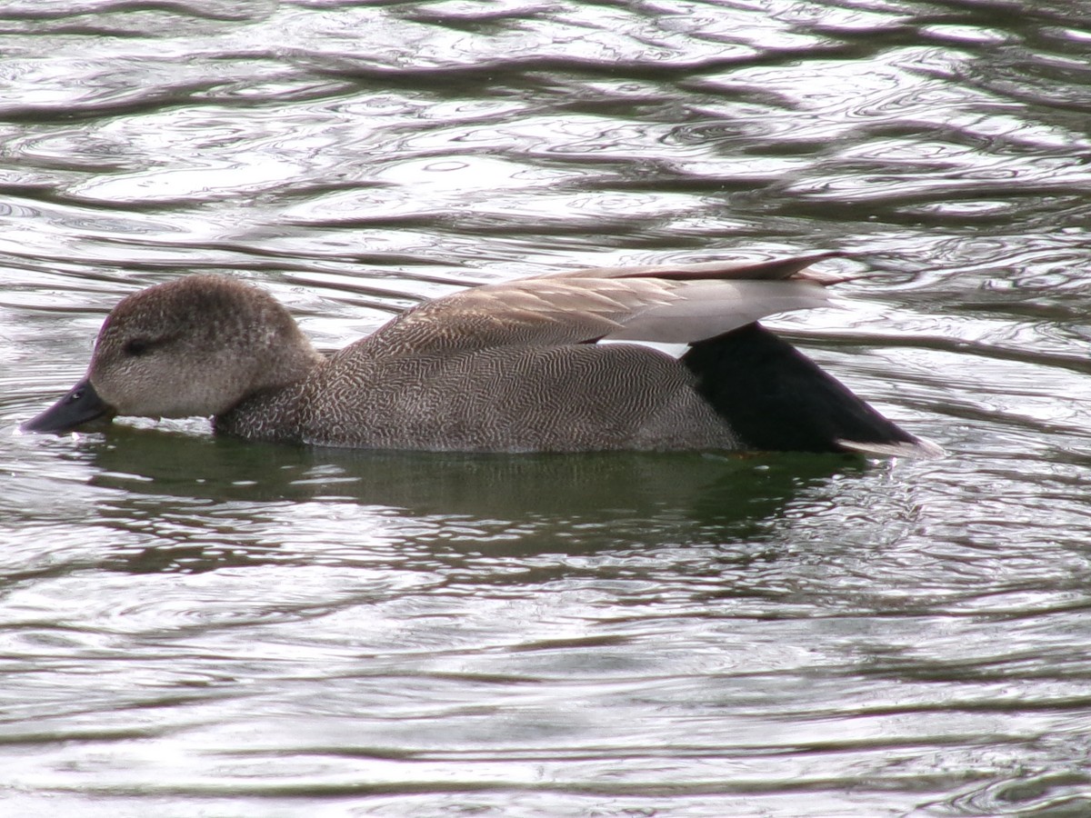 Gadwall - ML620356312