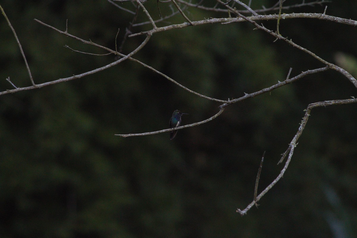 kolibřík safírový - ML620356322