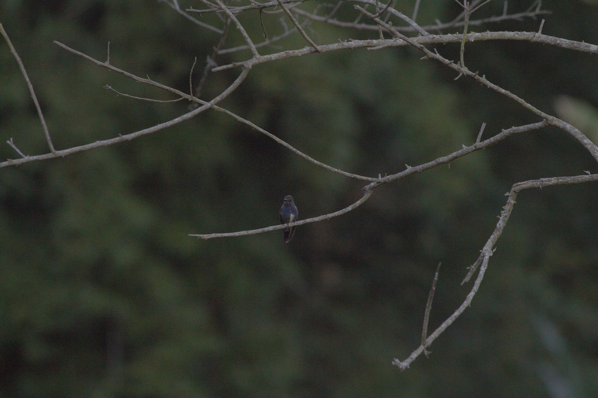 kolibřík safírový - ML620356324