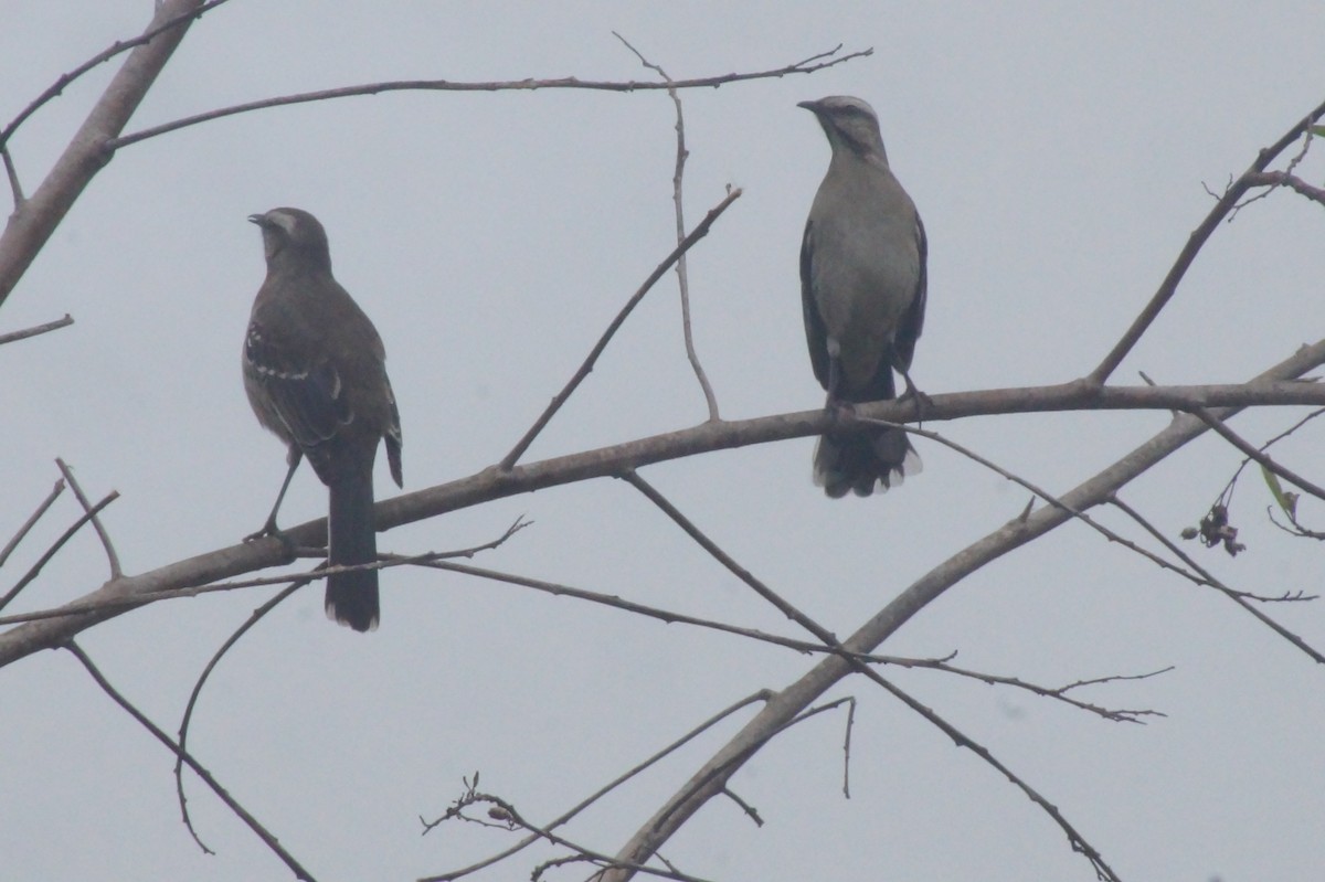 Chilean Mockingbird - ML620356350