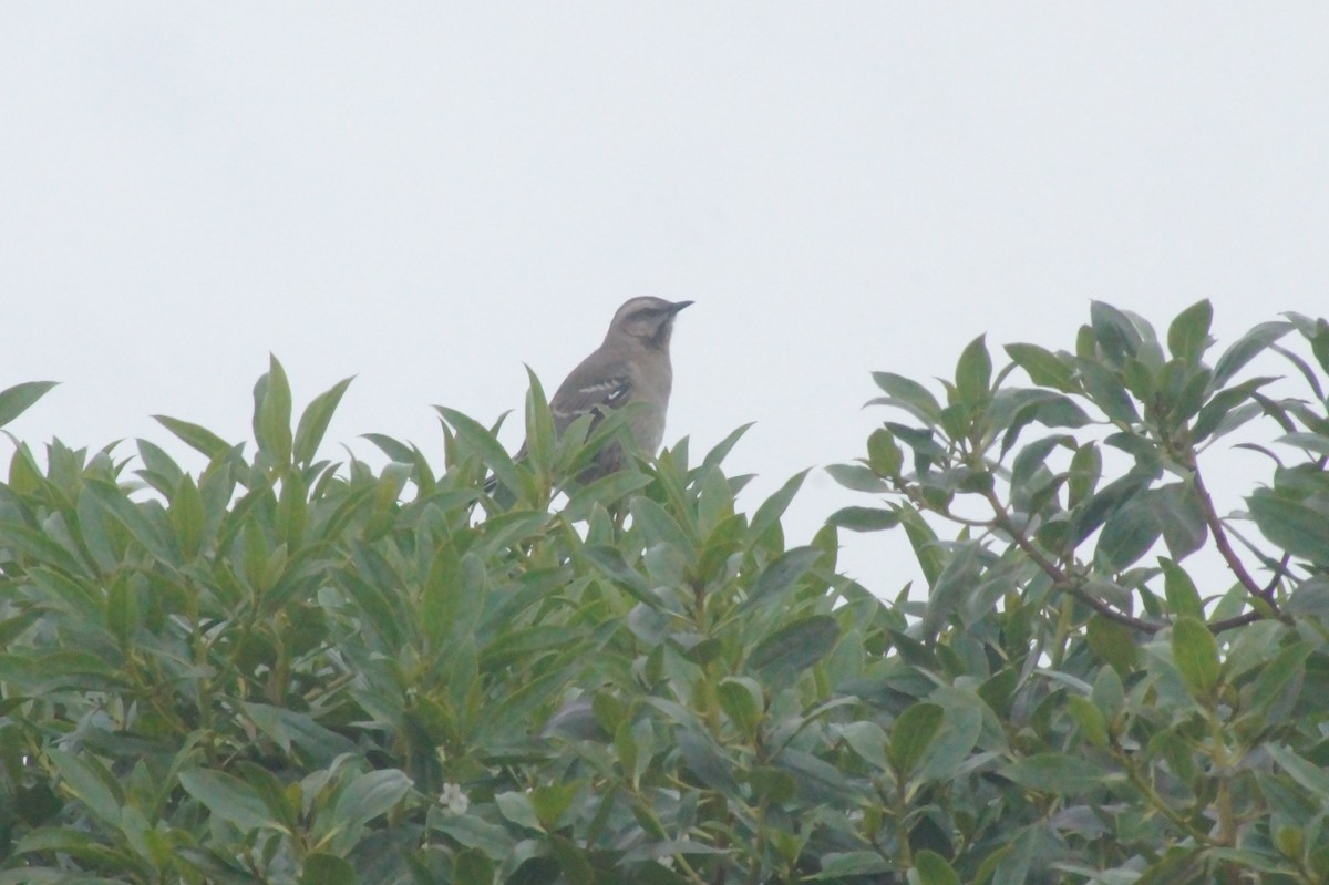 Chilean Mockingbird - ML620356352