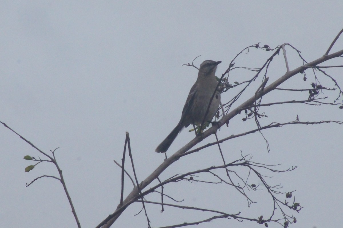 Chilean Mockingbird - ML620356354