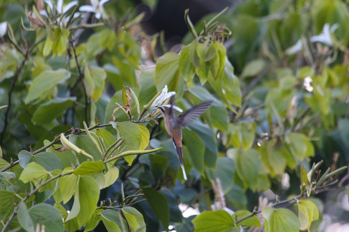 Солнечный колибри-отшельник - ML620356359