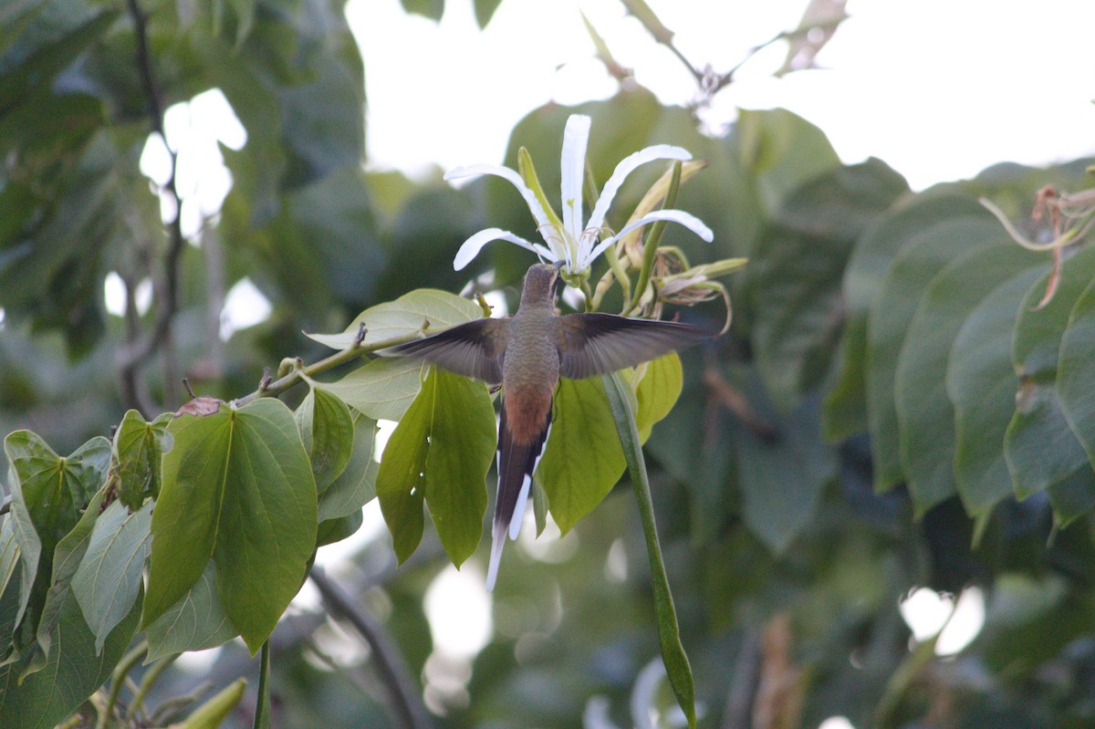 Солнечный колибри-отшельник - ML620356361