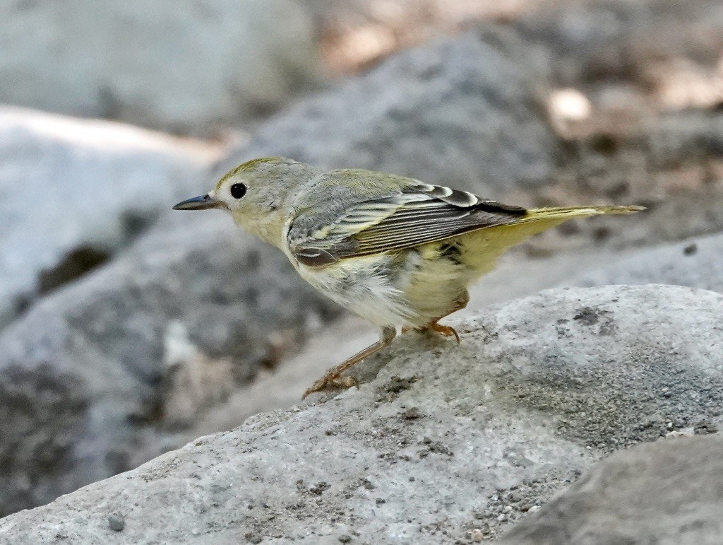 Yellow Warbler (Northern) - ML620356368