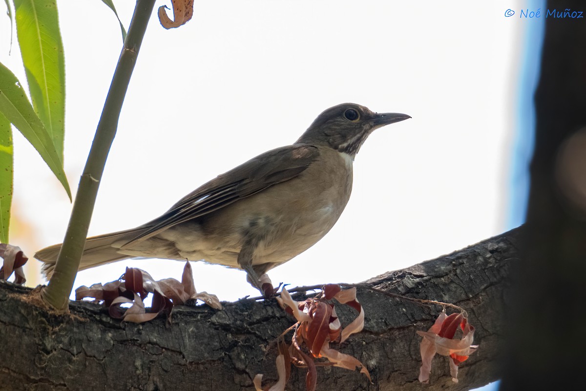 White-throated Thrush - ML620356381