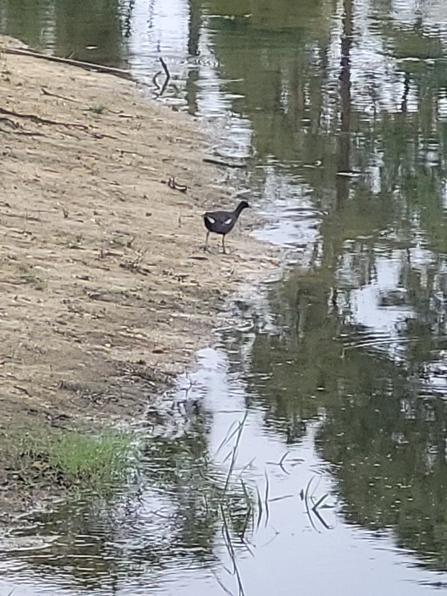 Common Gallinule - ML620356384