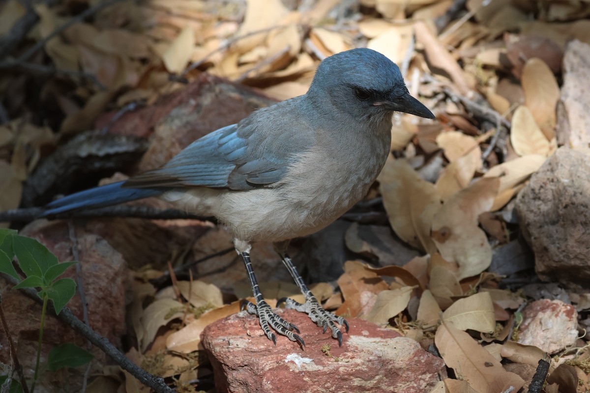 Mexican Jay - ML620356394