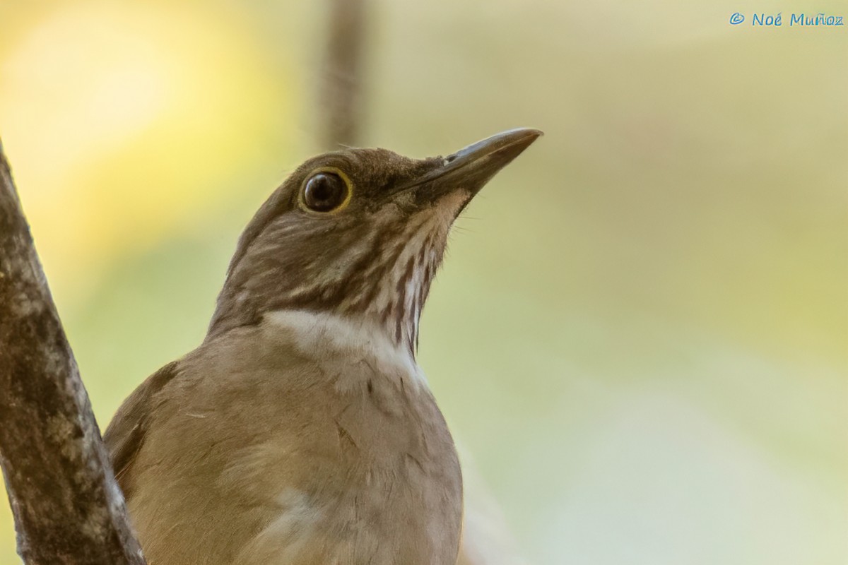 White-throated Thrush - Noé Muñoz-Padilla