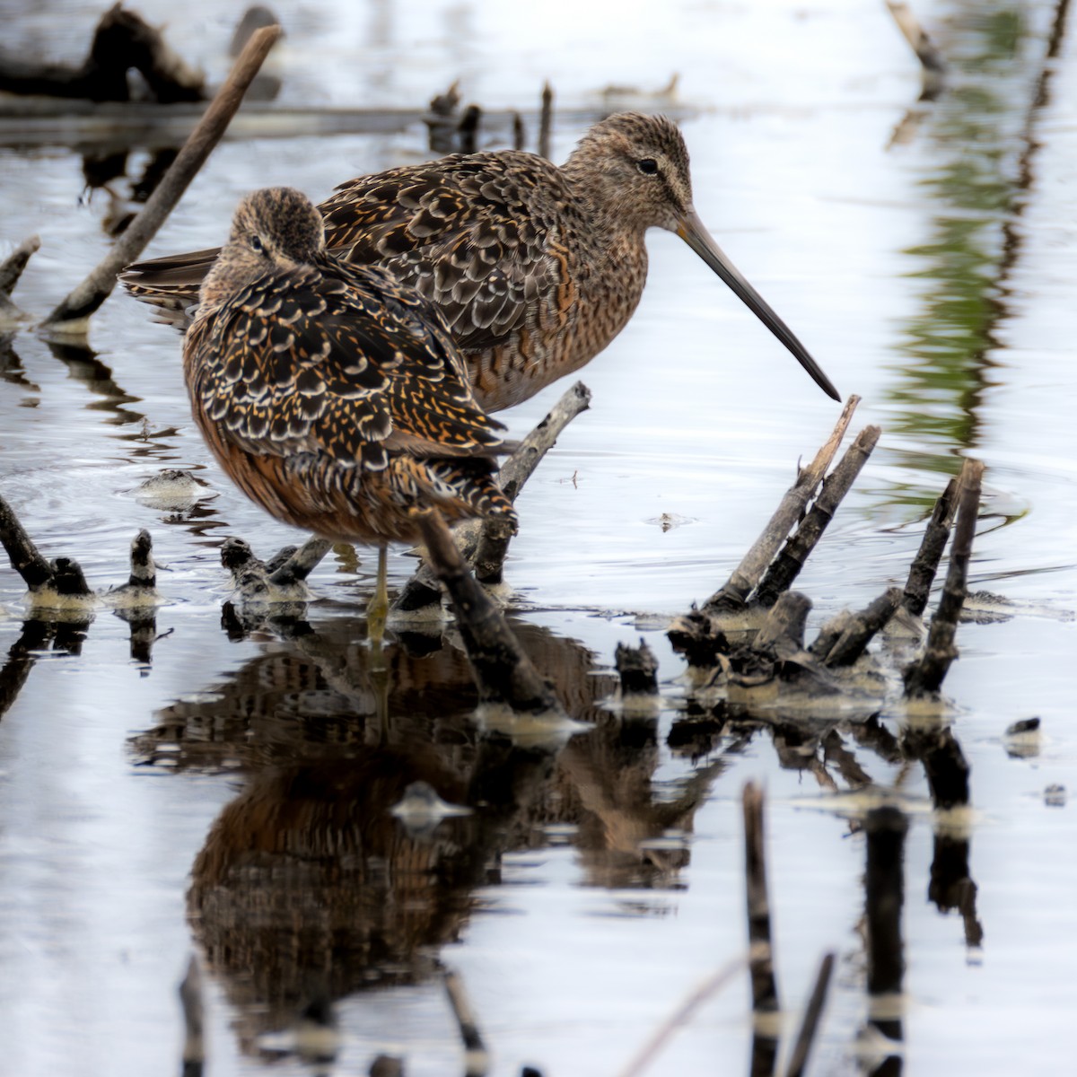 Long-billed Dowitcher - ML620356416