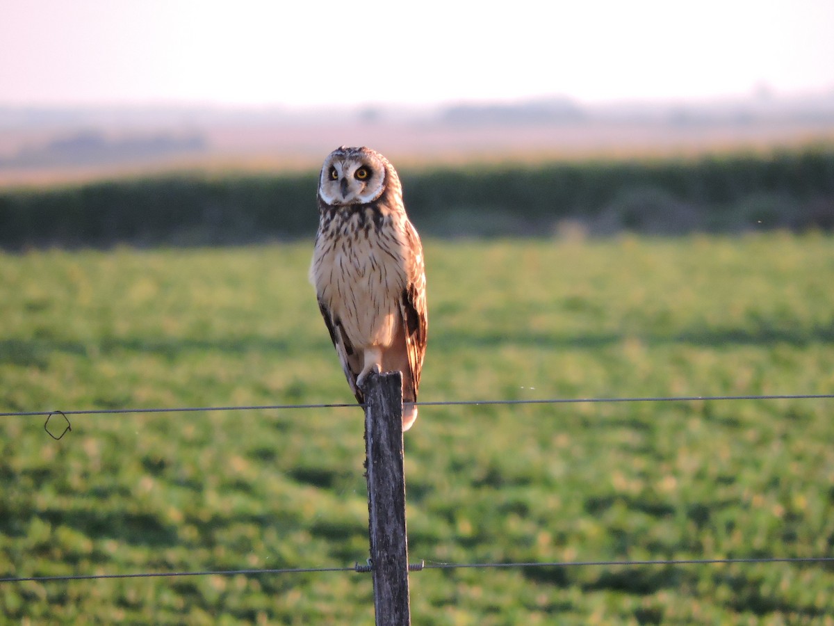 Short-eared Owl - ML620356417