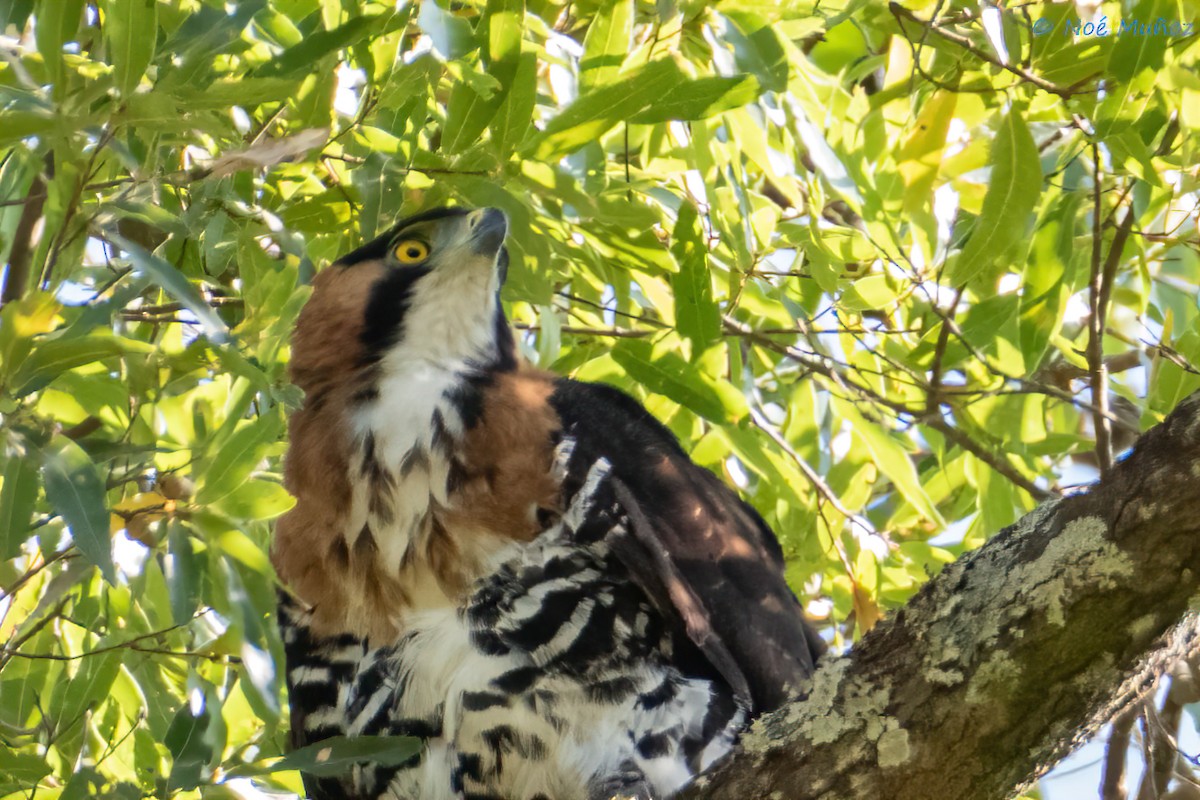 Ornate Hawk-Eagle - ML620356425