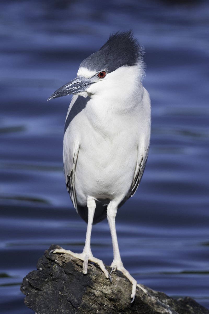 Black-crowned Night Heron - ML620356429