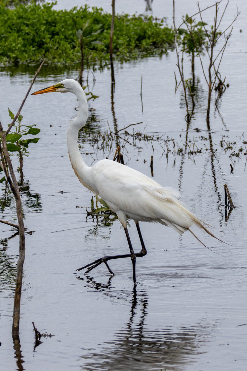 Great Egret - ML620356431