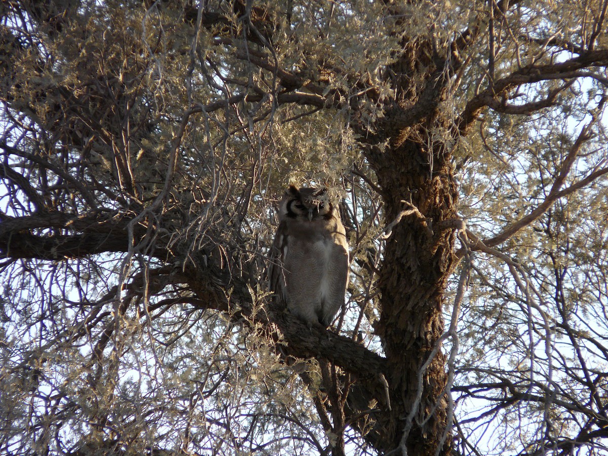 Verreaux's Eagle-Owl - Bev Agler