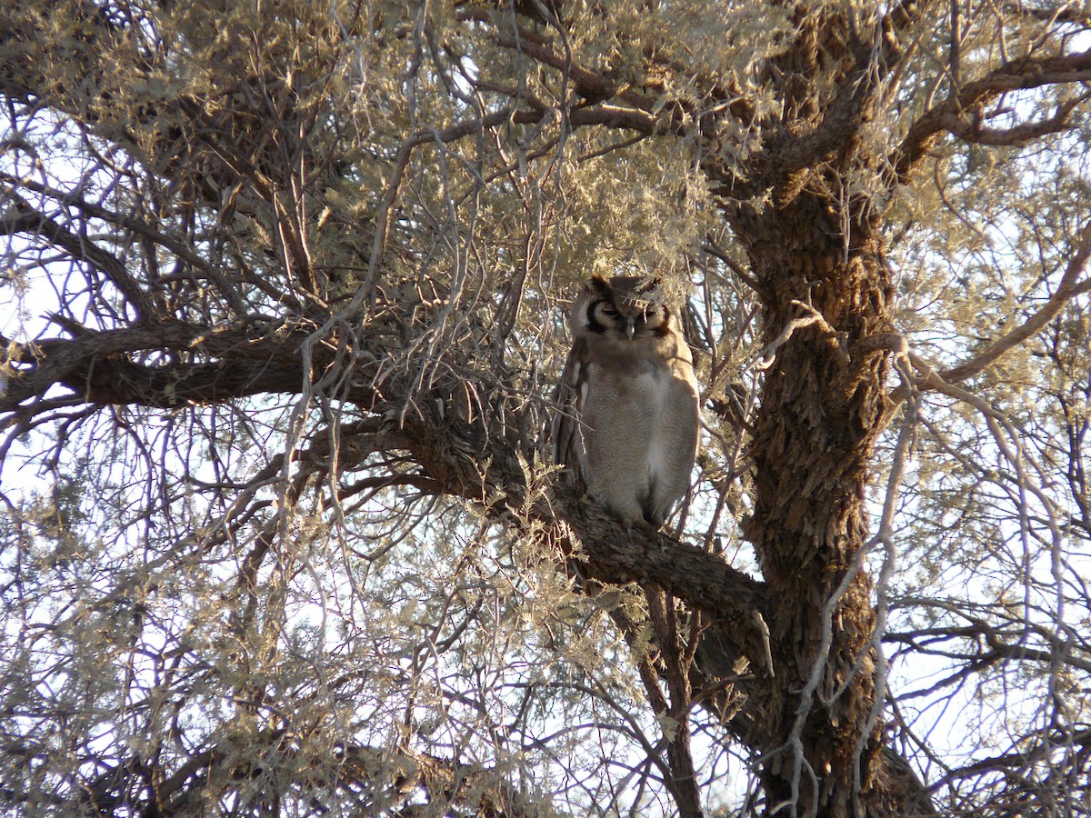 Verreaux's Eagle-Owl - ML620356450