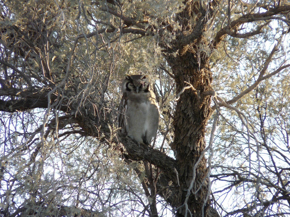 Verreaux's Eagle-Owl - ML620356451
