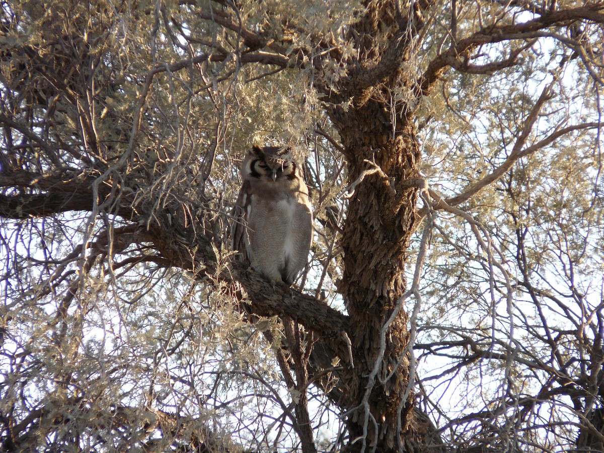 Verreaux's Eagle-Owl - ML620356452
