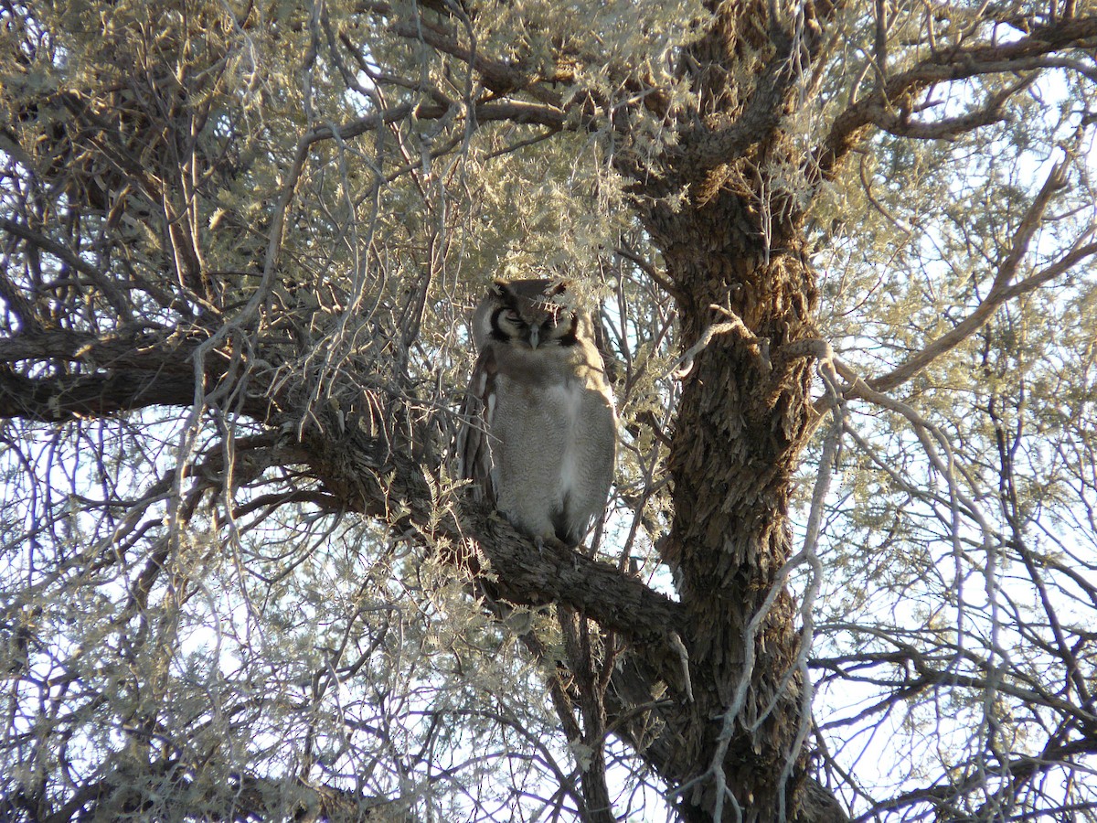Verreaux's Eagle-Owl - ML620356453