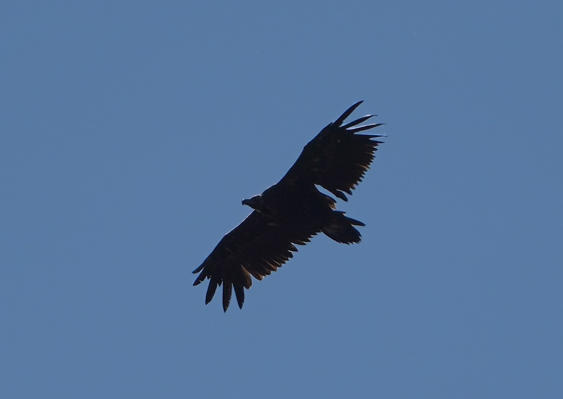 Cinereous Vulture - ML620356467