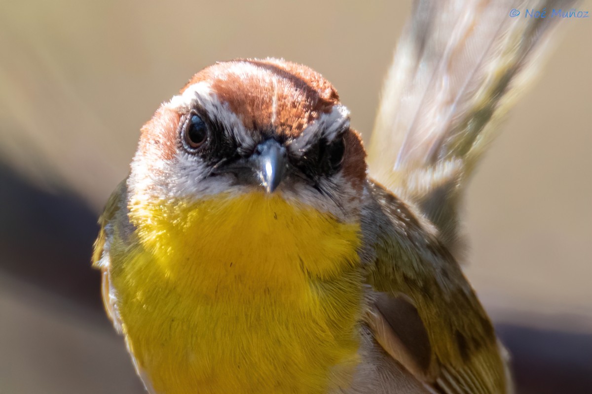 Rufous-capped Warbler - ML620356470