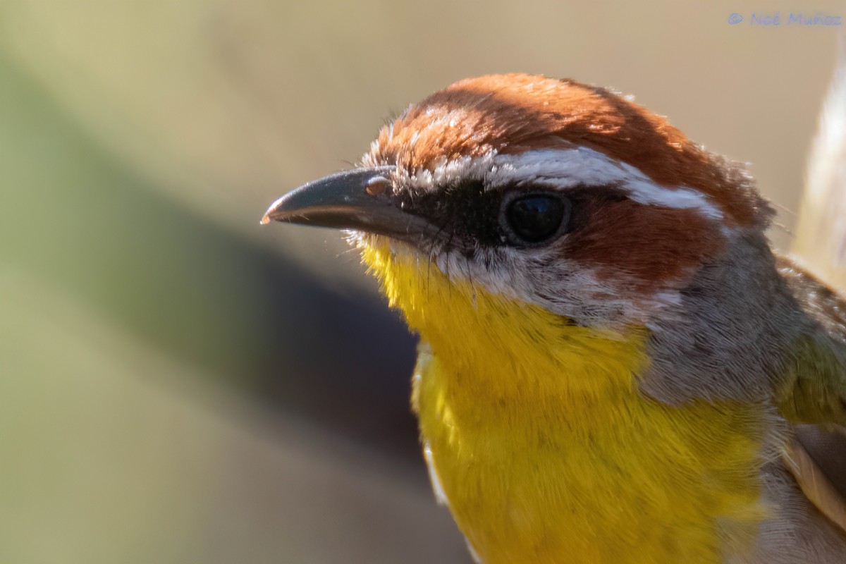 Rufous-capped Warbler - ML620356471