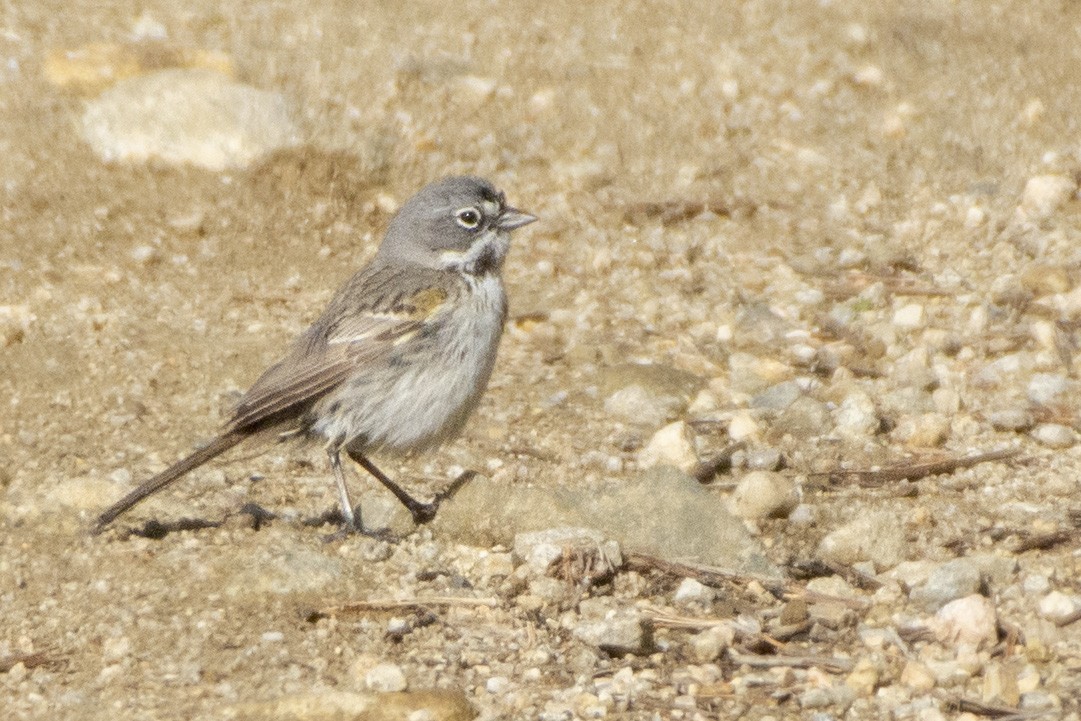Bell's Sparrow (belli) - ML620356473