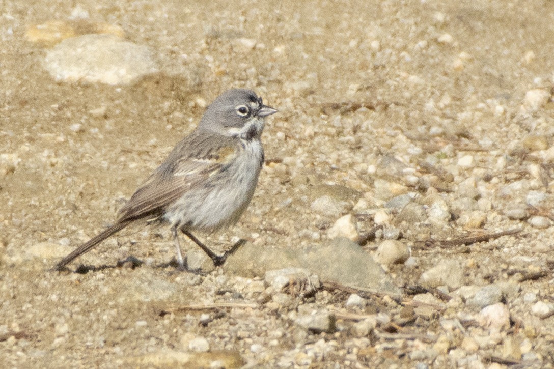 Bell's Sparrow (belli) - ML620356474