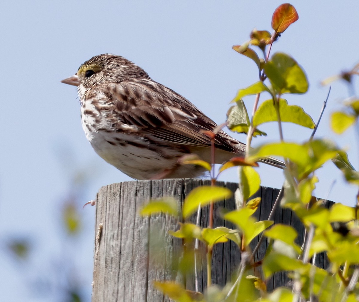 Savannah Sparrow - ML620356503
