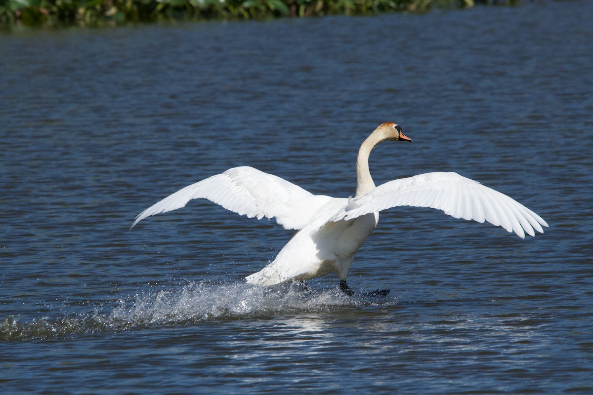 Mute Swan - ML620356525