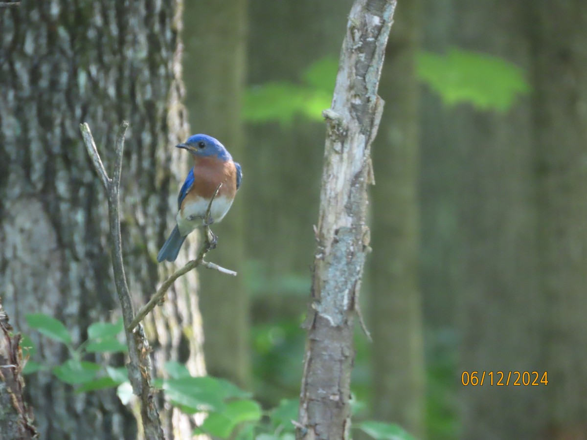 Eastern Bluebird - ML620356551