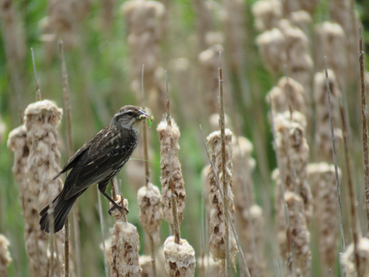 Red-winged Blackbird - ML620356570