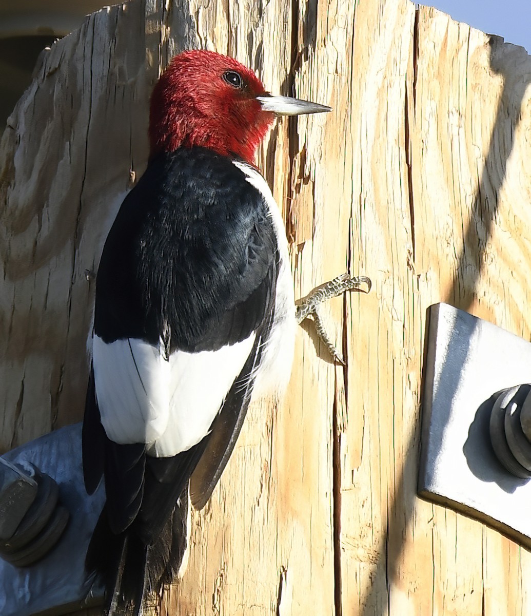 Red-headed Woodpecker - ML620356571