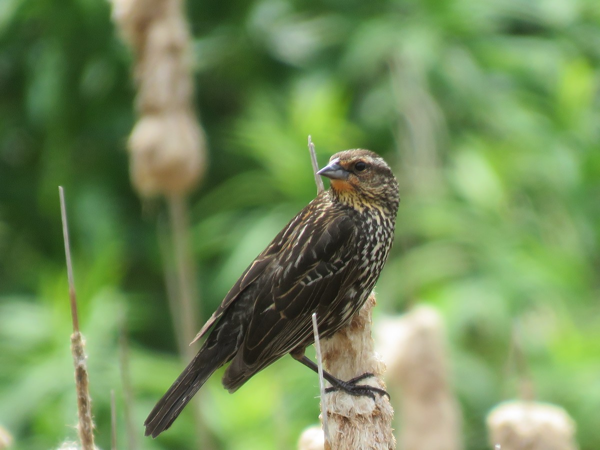 Red-winged Blackbird - ML620356574