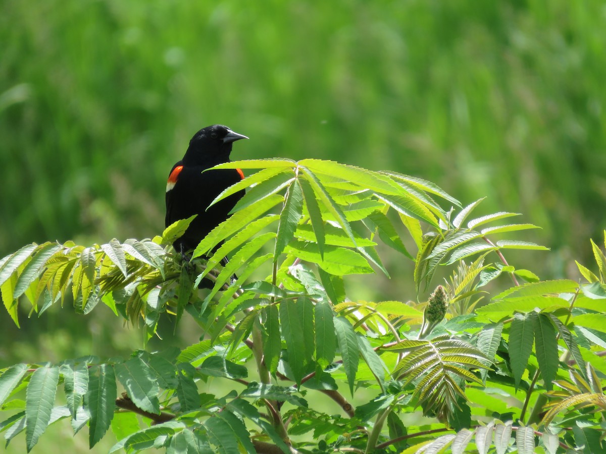 Red-winged Blackbird - ML620356577