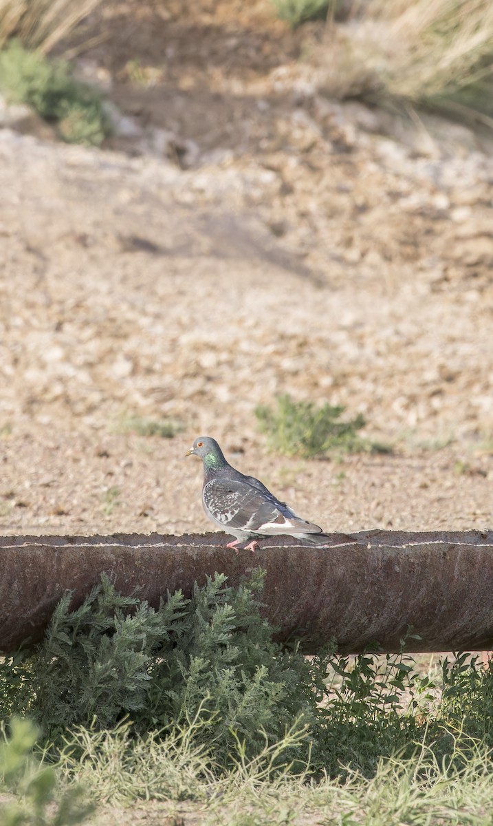 Pigeon biset (forme sauvage) - ML620356588