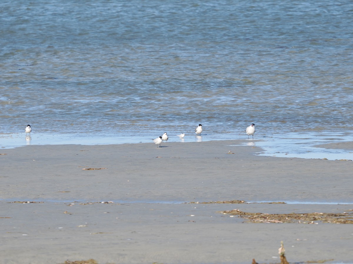 Australian Tern - ML620356608