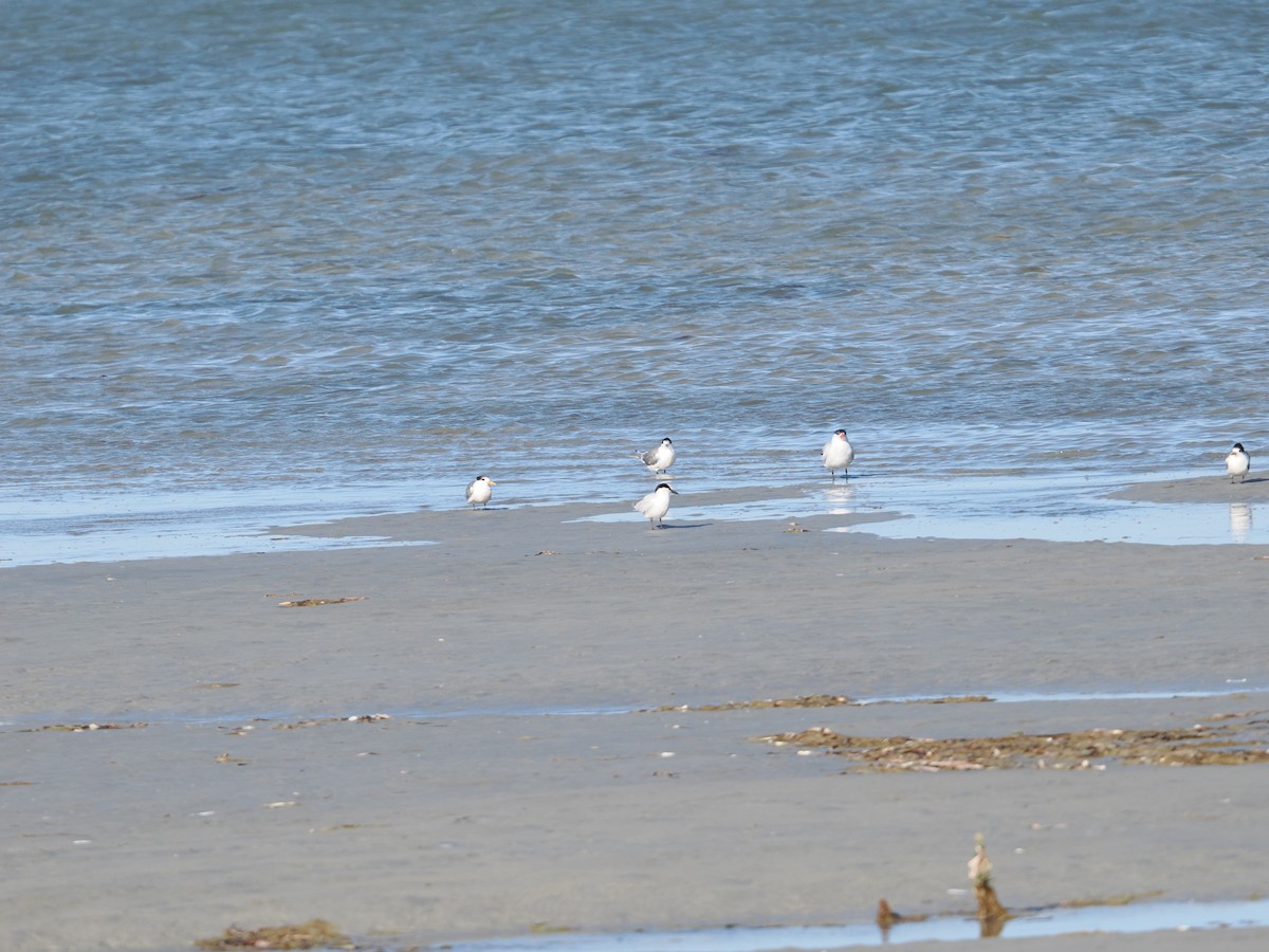 Australian Tern - ML620356609