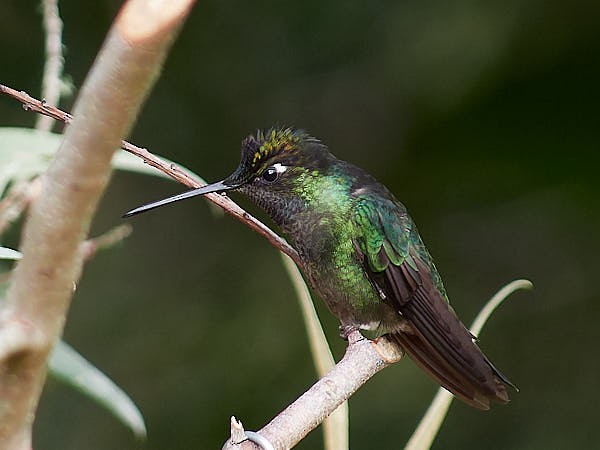 Talamanca Hummingbird - ML620356621