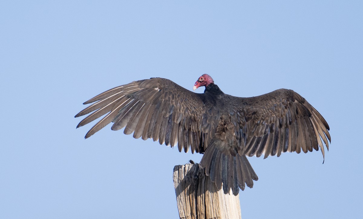 Turkey Vulture - ML620356625