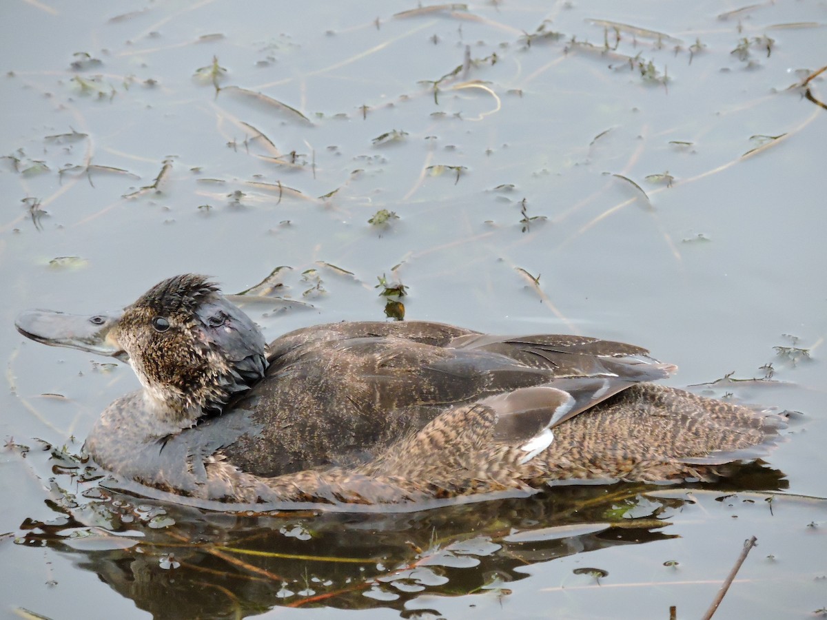 Black-headed Duck - ML620356630