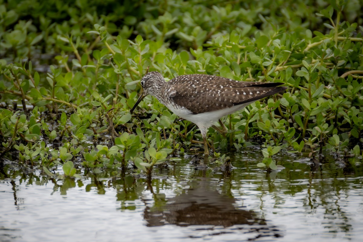 Solitary Sandpiper - Daniel Griffith