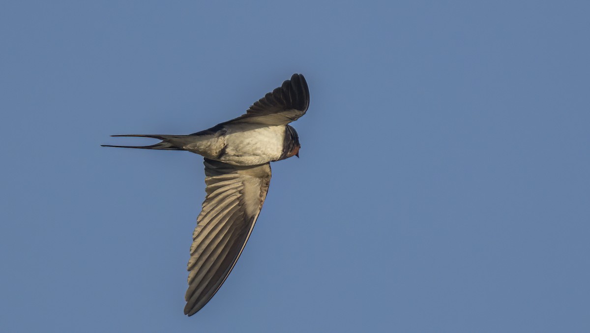 Barn Swallow - ML620356636