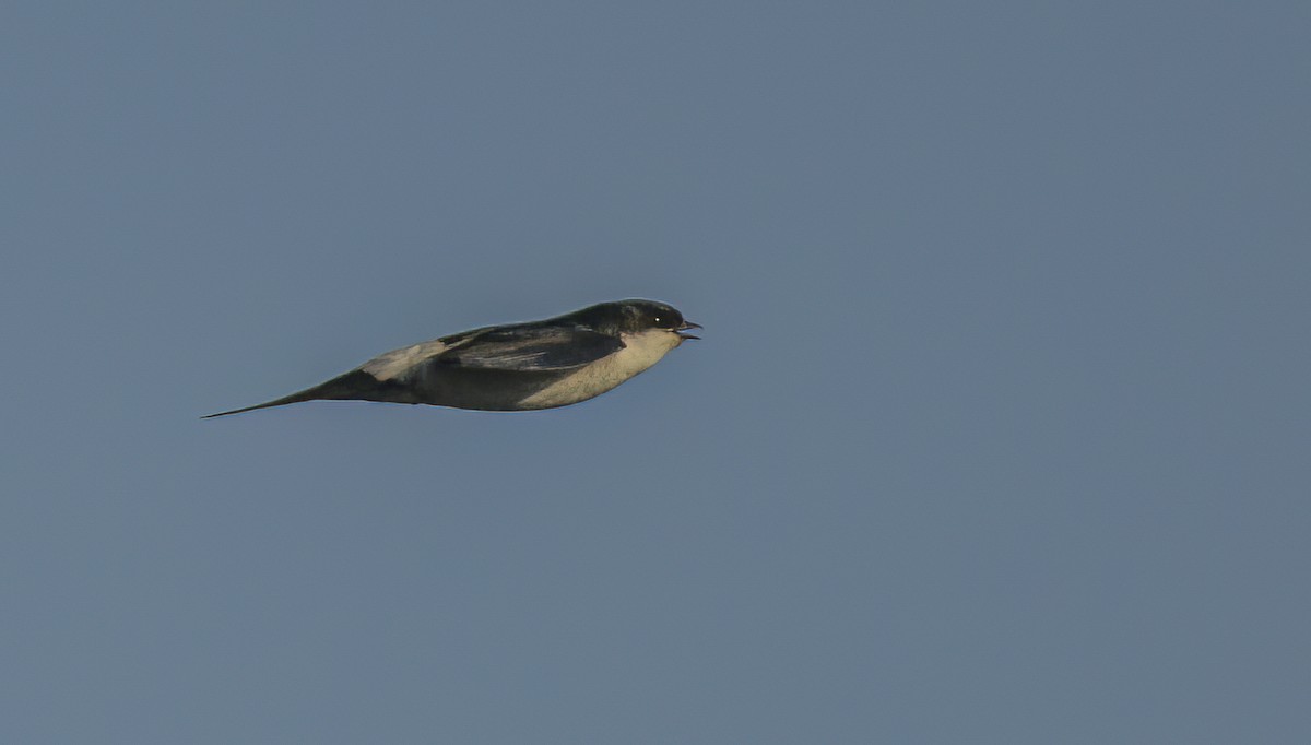 Western House-Martin - ML620356639