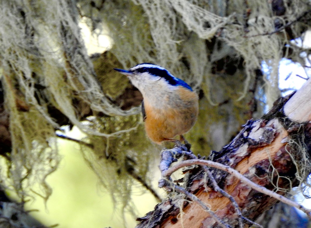 Red-breasted Nuthatch - ML620356659