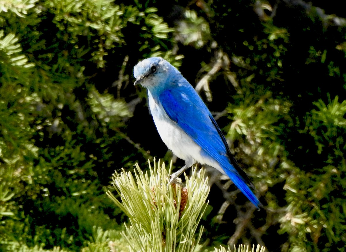 Mountain Bluebird - ML620356665