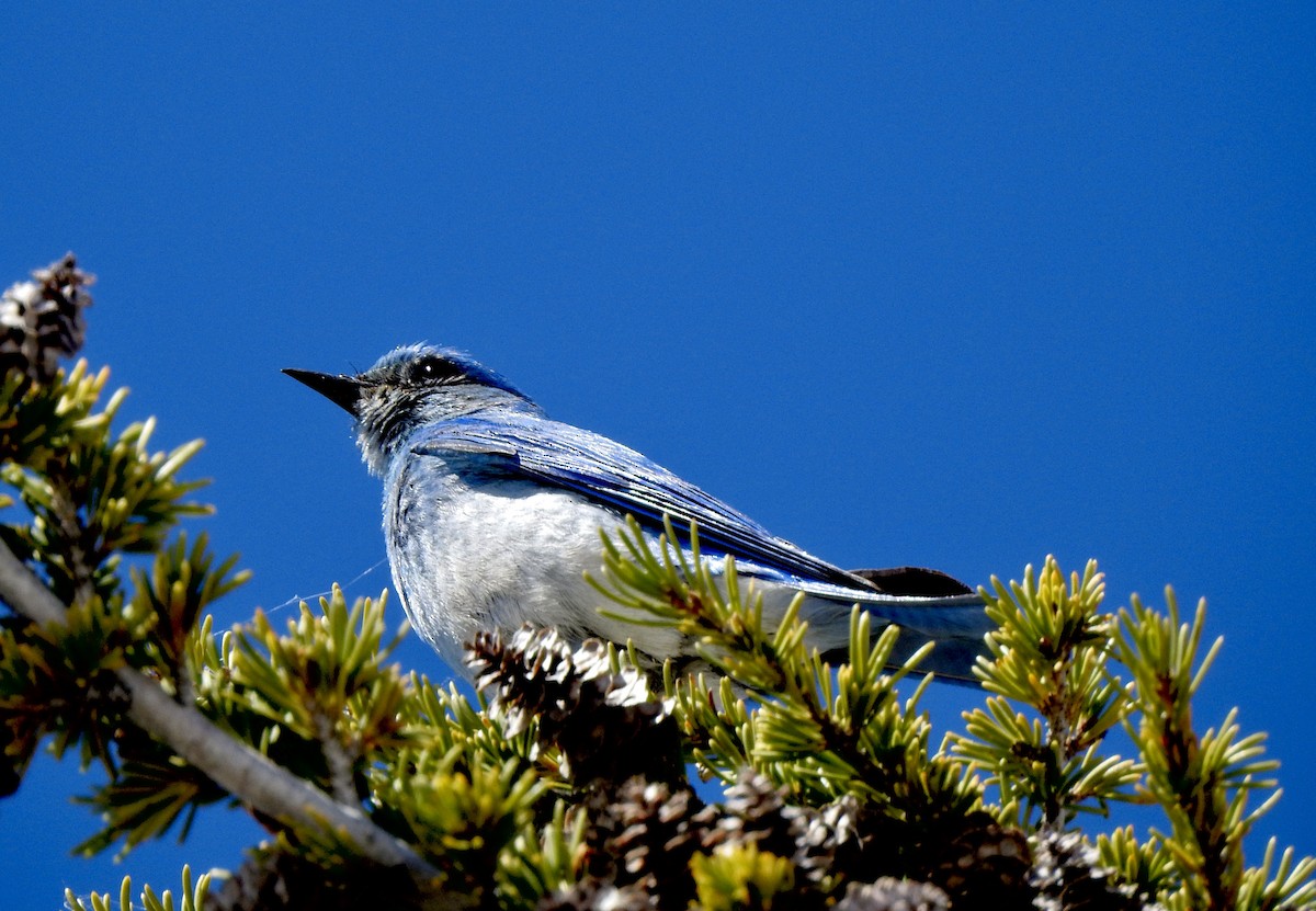 Mountain Bluebird - ML620356666